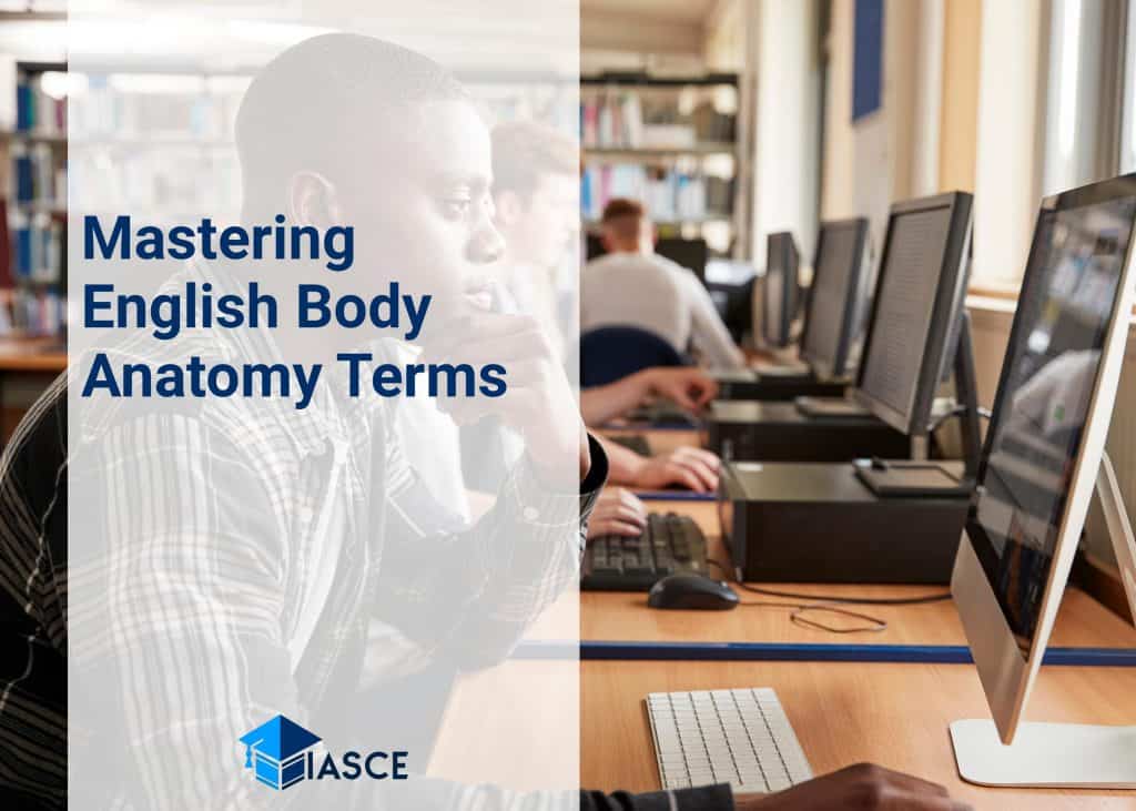 Mastering English Body Anatomy Terms