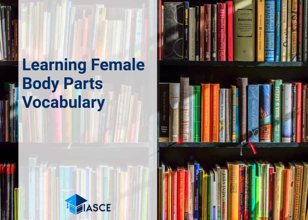 Learning Female Body Parts Vocabulary